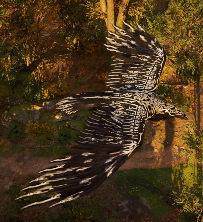 Muninn from above