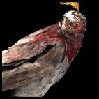 Hunting Falcon