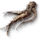 Allspice