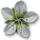 Arenaria