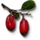 Berbercane Fruit