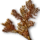 Buckthorn