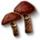 Cortinarius