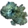 Green Mold