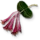 Honeysuckle
