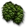 Hop Umbels