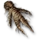Mandrake root