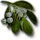 Mistletoe