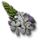 Verbena