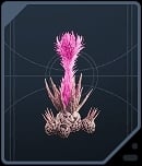 Fire Pineapple - Dathomirian Red