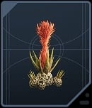 Fire Pineapple - Nabooan Green