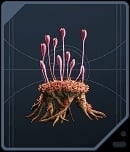 Goldenlight Moss - Dathomirian Red