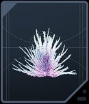 Pine Fern - Rare Purple