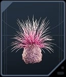 Spine Fluff - Dathomirian Red