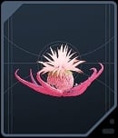 Tuber Maw - Dathomnirian Red