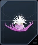 Tuber Maw - Rare