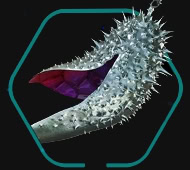 Fruit Wrapper Icon - Nix Treasure Collectible