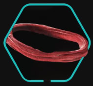 Red Headband Icon