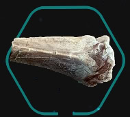 Smelly Bone Icon - Nix Treasure Collectible