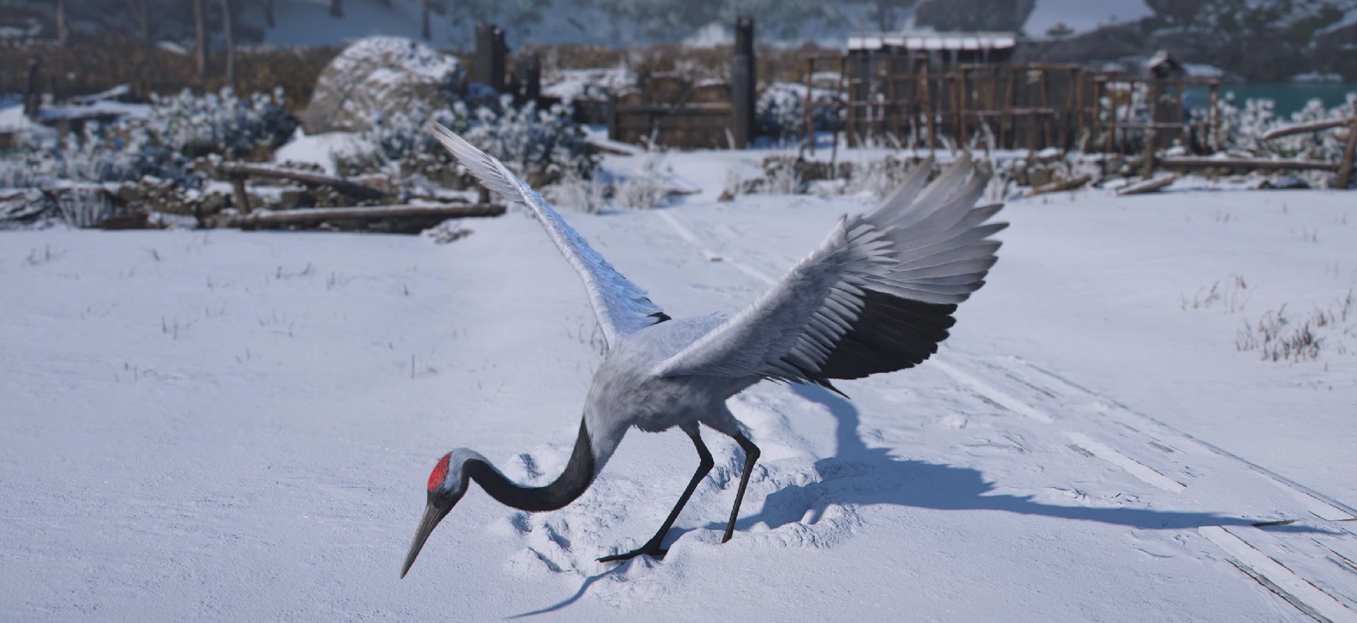 Red Crowned Crane