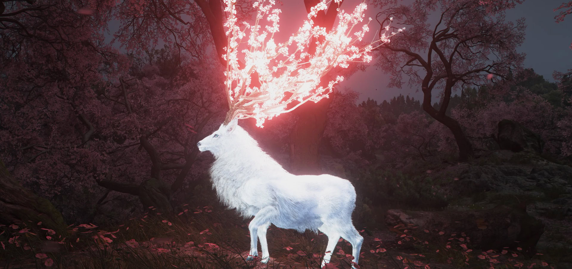 Sakura Shika Deer
