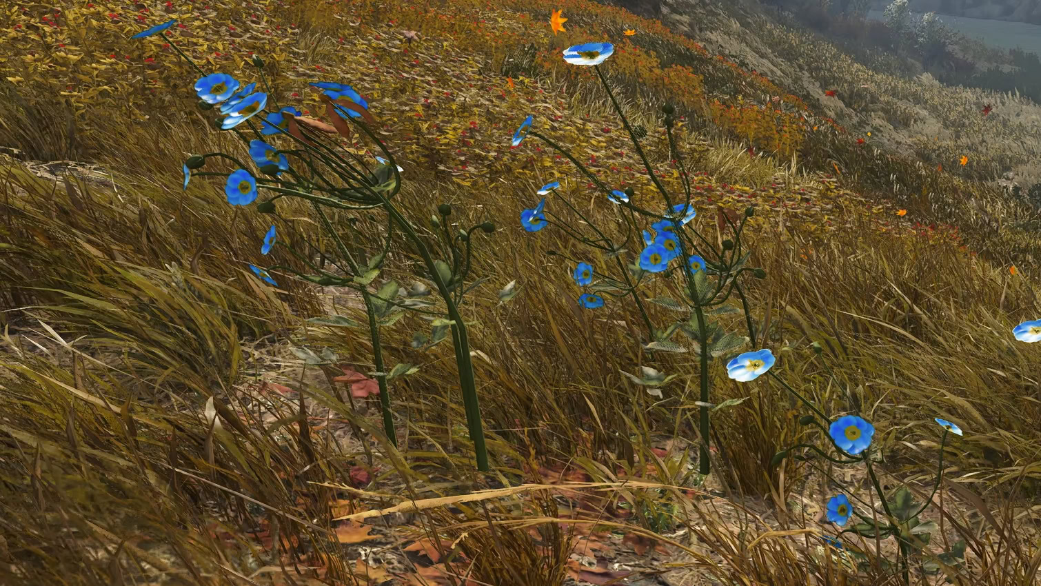 Putting Down Roots Blue Anemone Blossoms