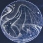 Finale Icon