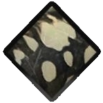 Smiling Kabuto-Mushi