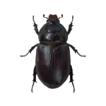 Beetle Icon