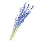 Blue Lavender Icon