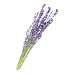 Lavender Icon