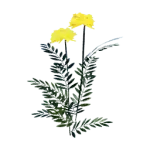 Marigold Icon