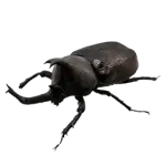Rhinoceros Beetle Icon