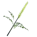 Shrubby Sophora Icon