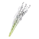 White Lavender Icon