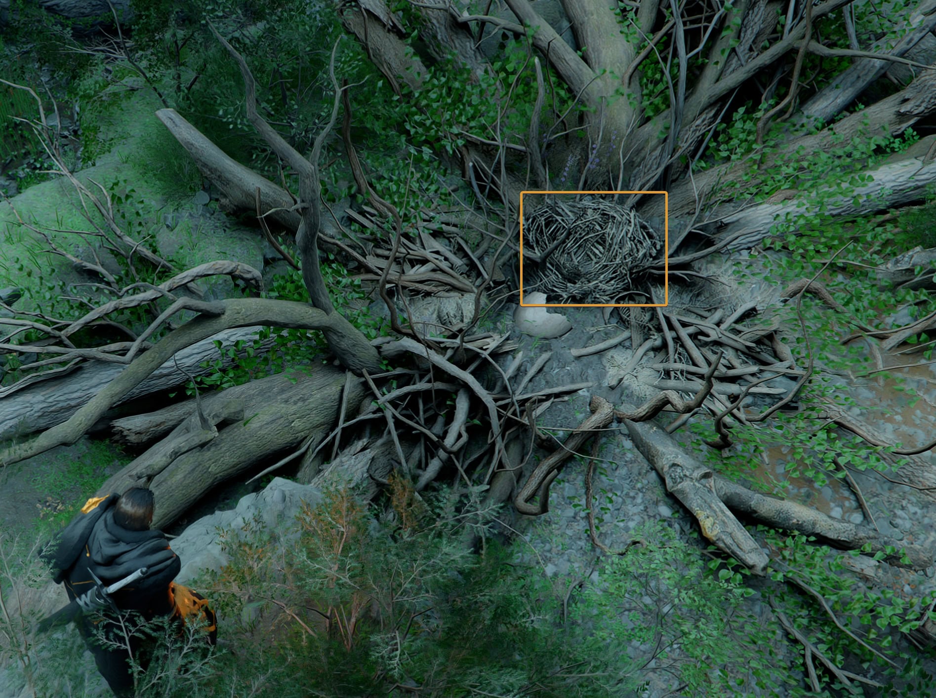 Wyvern Nest