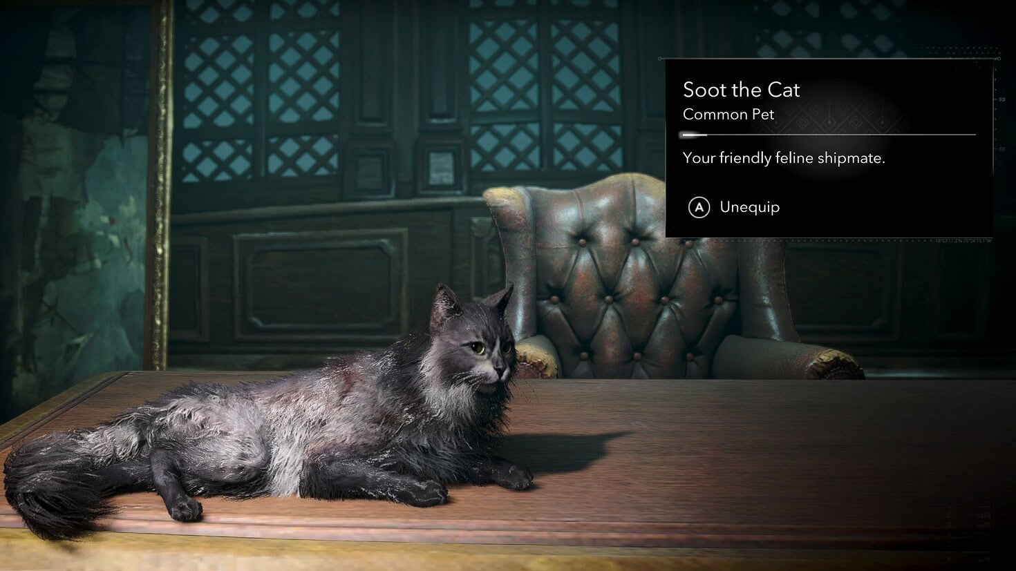 Ship Pets Soot the Cat