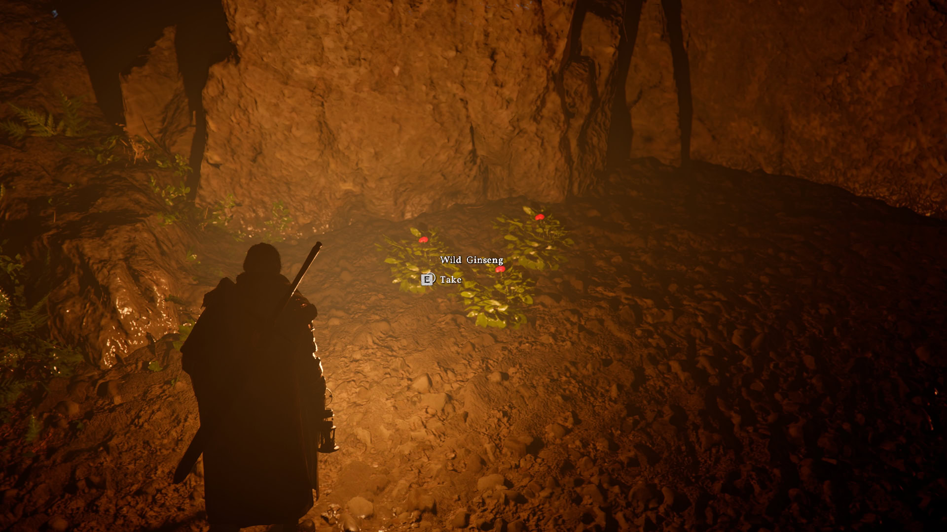 Wild Ginseng Farm