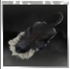 Capuchin Monkey Pelt