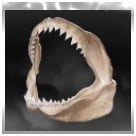 Great White Shark Bone