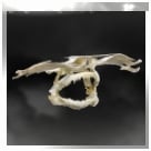 Hammerhead Shark Bone