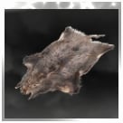 Wild Pig Hide