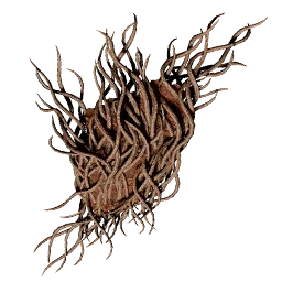 Twisted Thorns