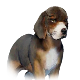 Beagle