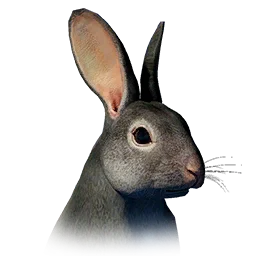 Black Forest Rabbit