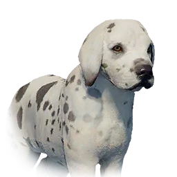 Boarhound Puppy