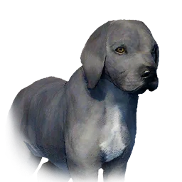 Boarhound Puppy