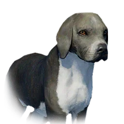 Boarhound Puppy