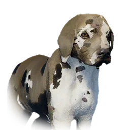 Boarhound Puppy