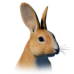 Brown Forest Rabbit